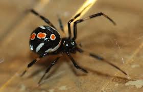 Chinese people could sell them so. Female Black Widow Spider Female Juvenile Black Widow Spider Latrodectus Mactans Female Spider Black Widow Spider Reptiles And Amphibians