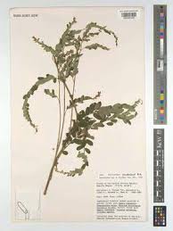 Image result for Phyllanthus omahakensis