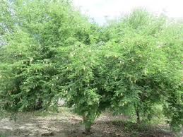 Image result for Dichrostachys cinerea