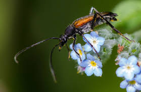 The wasp beetle is black with yellow bands on the body, and relatively short antennae. New Studies Will Help Drive Protections For Beetles Gov Uk