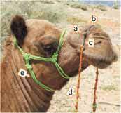 Camels have long provided nomadic peoples in northern africa and the middle east with milk, meat, leather and fuel (from their dung) and carried them the decision to ride a camel or not will always be a personal one, but here are a few guidelines to help ensure that the camels you encounter will be. Restraint Methods In Camel A Nose Peg Or Towan B Nose Belt Or Download Scientific Diagram