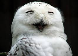 Resultado de imagem para CORUJAS
