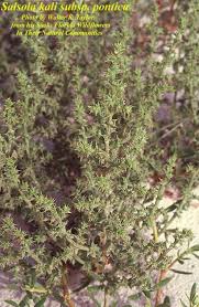 Image result for Salsola