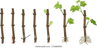 Image result for grapevine cuttings