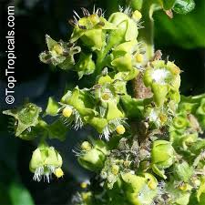 Image result for Vangueria