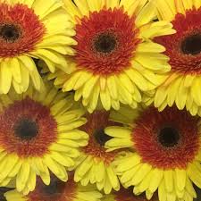 Wholesale flowers and plants preserved silk dried (2) wholesale nurseries (41) wholesale plants (12). Allied Cut Flowers Home Facebook