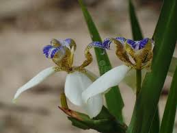 Image result for Neomarica northiana