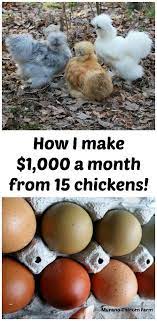 How I Make 1 000 A Month From 15 Chickens Chickens Can Be Expensive Even If You Don T Count Th Homestead Chickens Raising Chickens Building A Chicken Coop