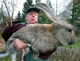19 Bizarre Animals You Won T Believe Are Real Part 2 Bizarbin Giant Rabbit Rabbit Breeds Funny Animals