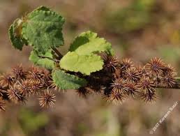 Image result for Triumfetta trichocarpa