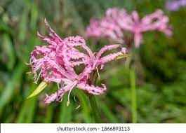 Guernsey Lily Hd Stock Images Shutterstock