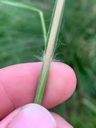 Image result for Elionurus tripsacoides