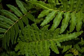 Image result for Blechnum