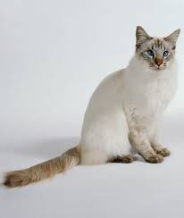 However, many people who have cat allergies experience no problems with certain breeds. 10 Hypoallergenic Cats Mom Com