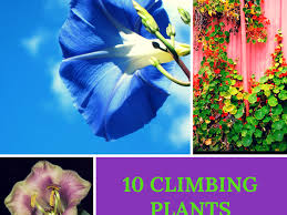 Easy ideas to dress up your garden structures. Top 10 Climbing Plants For A Small Trellis Dengarden