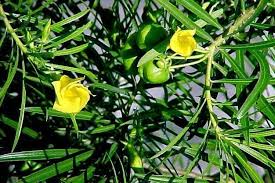 Image result for Cascabela thevetia