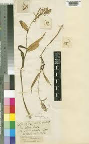 Image result for Brownleea maculata