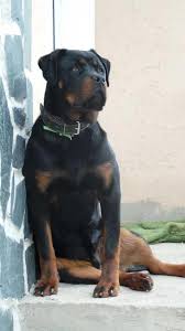 Rottweiler Love The Sitting Hayvanlar Kopek Gercek Dostlar