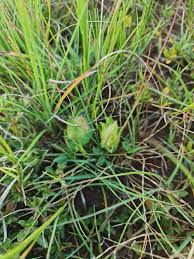 Image result for Barleria macrostegia