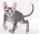 Some Top Unusual Cat Breeds on Earth - Cats In Care