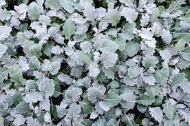 Although, if the soil is poor, mix compost at the time of planting or mulch. Plants Of The Licorice Plant Helichrysum Petiolare Stock Photo Picture And Royalty Free Image Image 13520558
