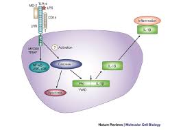 The human resources management system of the university of rochester is a private system that is restricted to authorized users. Nalps A Novel Protein Family Involved In Inflammation Nature Reviews Molecular Cell Biology