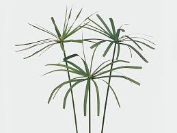 Image result for Cyperus nuerensis