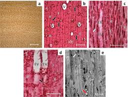 Image result for Monotes glaber