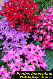 Image result for Pentas lanceolata