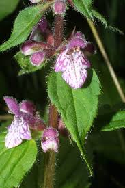 Image result for Stachys didymantha