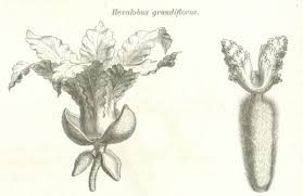Image result for Hexalobus
