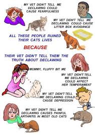 The Bad Effects Of Declawing Cat Life Cats Vets