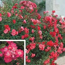 We did not find results for: Interstate Nurseries