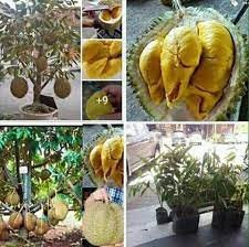 Kami menjual pelbagai jenis anak pokok klon & hybrid yang boleh ditanam di dalam pasu. Pokok Buah Buahan Updated Their Cover Pokok Buah Buahan