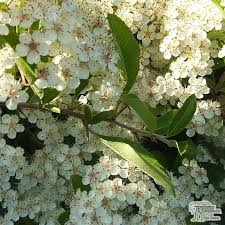 Image result for Pyracantha coccinea soleil d'or