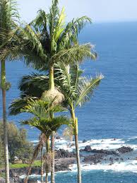 Image result for Archontophoenix alexandrae