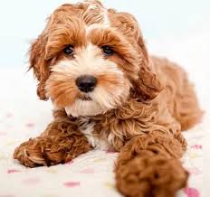On average, you should expect to pay anywhere from $900 to $2,500 per puppy. Cockapoo The Definitive Guide To A Cockapoo My Dogs Info