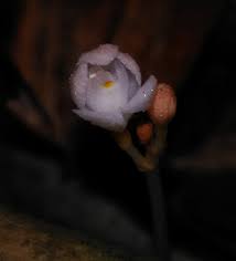 Image result for Didymoplexis