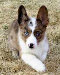 We did not find results for: Corgi For Sale Colorado
