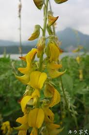 Image result for Crotalaria pallida