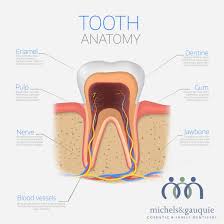 Image result for Tooth Anatomy