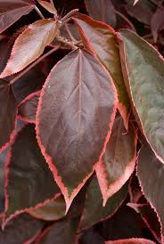 Image result for Acalypha volkensii