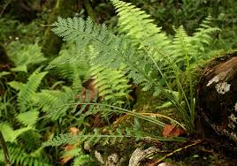 Image result for Asplenium rutifolium