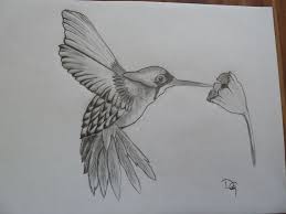 120 Kolibri Bilder Und Ideen Auf Kunstnet