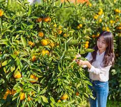 Choose from a wide range of properties which booking.com offers. Fruit Picking In Jeju Best Orange Farms To Visit