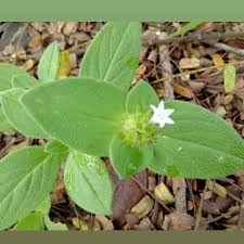 Image result for Richardia scabra