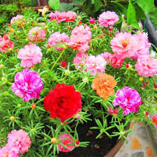 Scoprite in questo articolo quali sono le proprietà medicinali sconosciute della portulaca, una pianta selvatica. Moss Rose Semi Di Fiori Di Colore Misto 100 Portulaca Ornamentale Grandiflora Fiori Semi Bonsai Semi Per Giardino Domestico Bonsai Piantare Amazon It Giardino E Giardinaggio