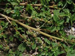 Image result for Hermbstaedtia scabra