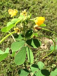 Image result for Senna obtusifolia