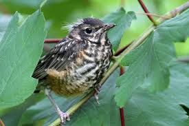 What do baby robins eat? Baby Birds Move Out Of The Nest Birdnote